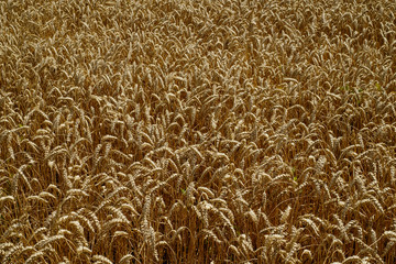 The background of  Golden wheat field in late summer fully ripe.