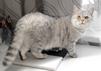 Scottish cat walks upright on the table