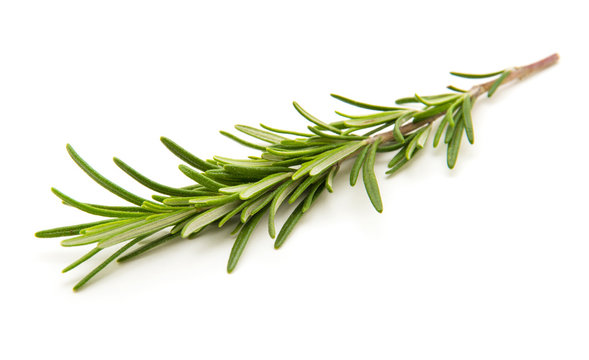 Twig of rosemary on a white background