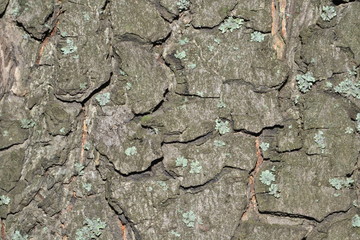 texture, dry, stone, cracked, wall, ground, earth, nature, drought, ground, soil, mud, crack, bark, tree, background, design, originality, creative, creativity, macro, abstract, detail, textured, moss