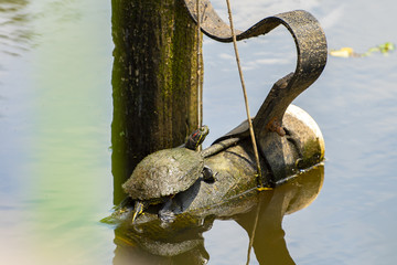 turtle