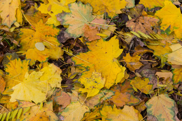 Naklejka na ściany i meble Background of autumn colorful leaves
