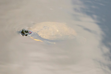 turtle underwater