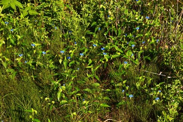 Asiatic dayflowers grow in clusters