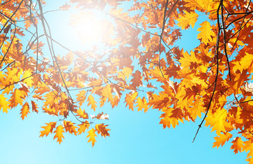 Obraz na płótnie Canvas Autumn leaves on the sky. 