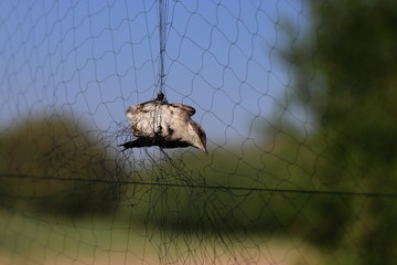 A bird in a net