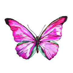 beautiful butterfly,watercolor, isolated on a white