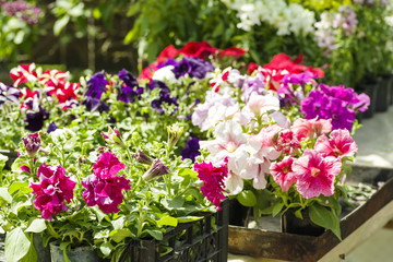 Naklejka na ściany i meble colorful beautiful flowers in tubs in the greenhouse