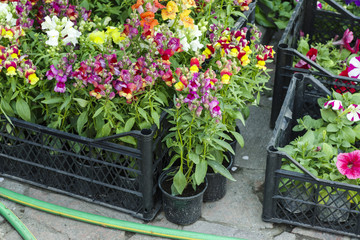 Naklejka premium colorful garden flowers in greenhouse boxes for sale