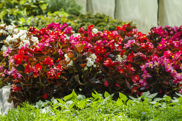 bright colorful flowers in the greenhouse next to other greenery