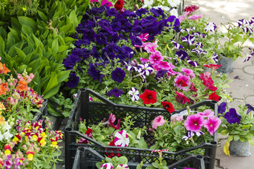 colorful beautiful flowers in tubs in the greenhouse