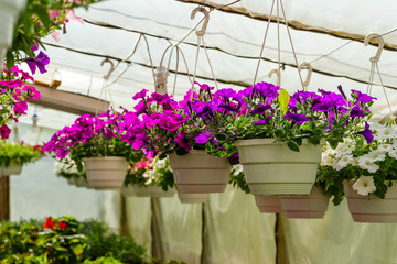 Fototapeta na wymiar Petunias in tubs suspended from the ceiling in a greenhouse