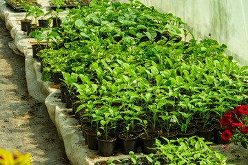 a large number of green seedlings of greenery in a greenhouse in tubs