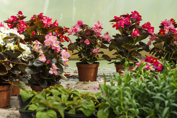 Geranium in tubs and different flowers in the greenhouse