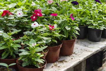 different flowers in the greenhouse