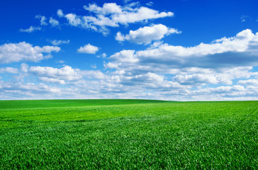 Fototapeta premium Image of green grass field and bright blue sky