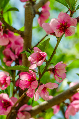 branch with blooming pink flowers of cherry tree in spring on sky background
