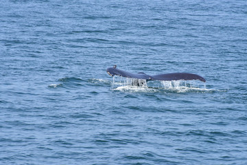 Obraz premium Whale Watching on the New England Coast