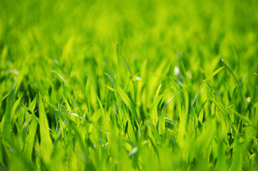 Green grass texture from a field