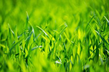 Green grass texture from a field