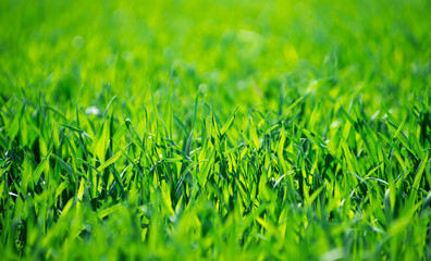 Green grass texture from a field