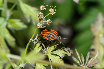 Photo of an insect close-up. Macro photo of a shield bug in the forest. The beetle sits on a leaf among the blossoms. Insect in the vicinity of nature.