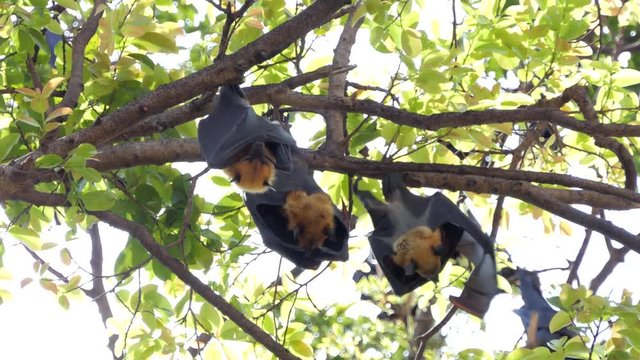 Lyle's flying fox (Pteropus lylei) on a tree, animal backgrounds.