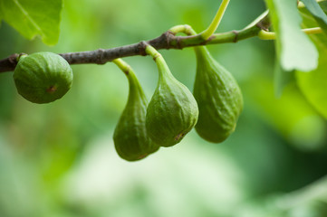 closeup of green figs on branch of tree