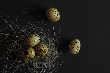 Quail eggs on a dark background with white fibers