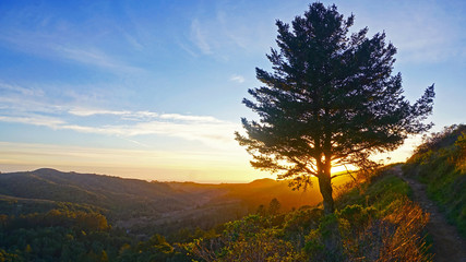 Fototapeta na wymiar Lone tree shading the sunset 