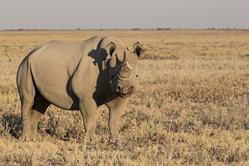 Fototapeta premium Rinoceronte, Parque Nacional Etosha, Namibia (África)