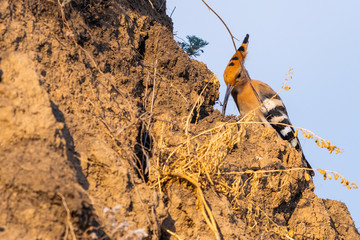 Hoopoe, Upupa epops, sitting on ground, bird with orange crest.