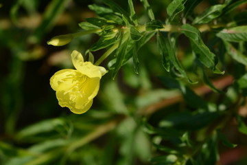 Common evening primrose / Oenothera biennis
