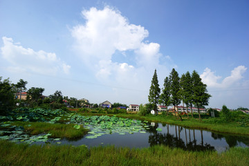 Fototapeta na wymiar China's rural lotus pond
