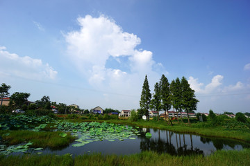 Fototapeta na wymiar China's rural lotus pond