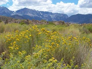 Fototapeta na wymiar Mountain Landscape with Wildflowers
