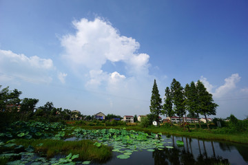  China's rural lotus pond