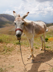 White donkey (asinus in Latin) is standing under the sun