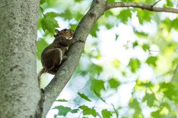 Squirrel Climbing on a Branch