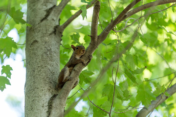 Squirrel Hanging on a Branch