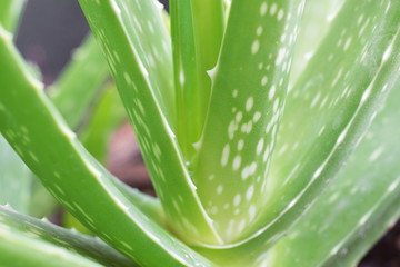 green leaf Aloe Vera with close up shot.