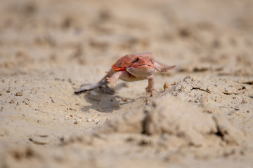 Closeup of a Bearded Dragon (Pogona vitticeps).