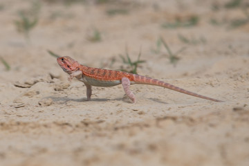Closeup of a Bearded Dragon (Pogona vitticeps).