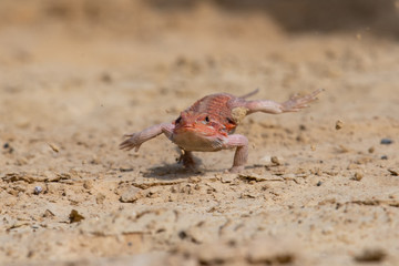 Closeup of a Bearded Dragon (Pogona vitticeps).