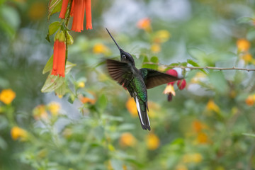Hummingbird(Trochilidae)Flying gems