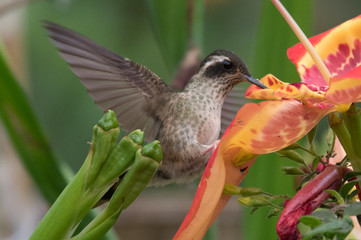 Hummingbird(Trochilidae)Flying gems