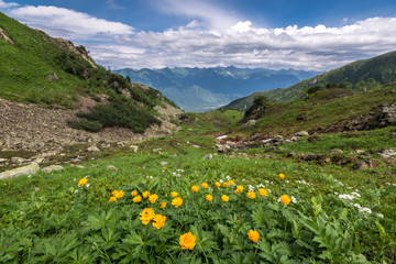 Globe-flower on the mountain meadows