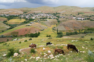 Cows grazing and a beautiful village in background.