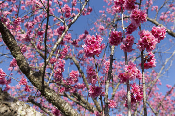 Beautiful cherry blossom on the tree blooming in the spring season.
