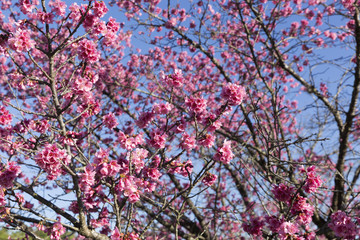 Beautiful cherry blossom on the tree blooming in the spring season.
